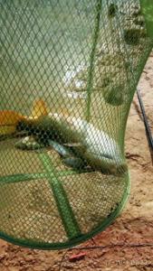 垂钓鲤鱼在不同水情鱼情下的饵料运用技巧