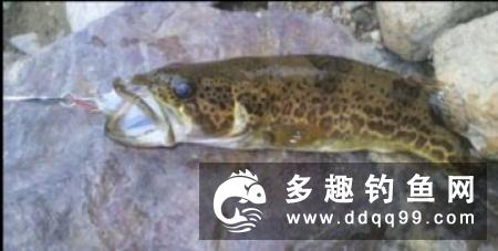 水库路亚鳜鱼的技巧和经验